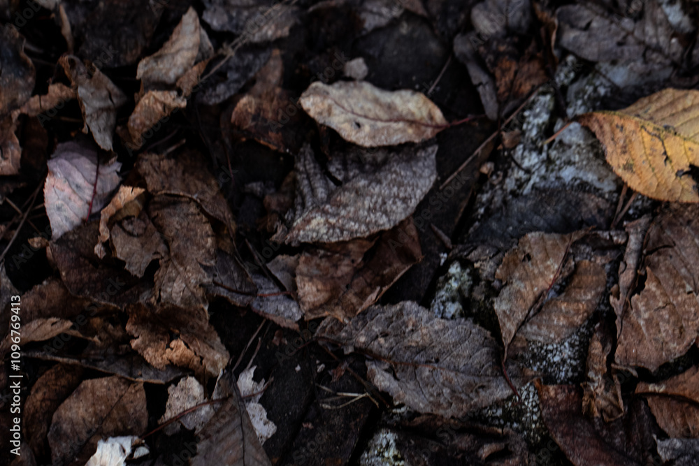 A close view of leaves in autumn, emphasizing intricate patterns and organic decay A close view of leaves in autumn, emphasizing intricate patterns and organic decay