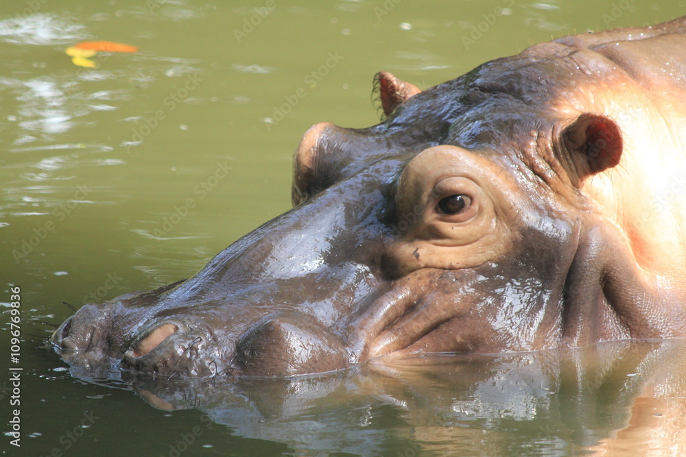 Close up of adult Pygmy Hippopotamus submerge in the water Close up of adult Pygmy Hippopotamus submerge in the water