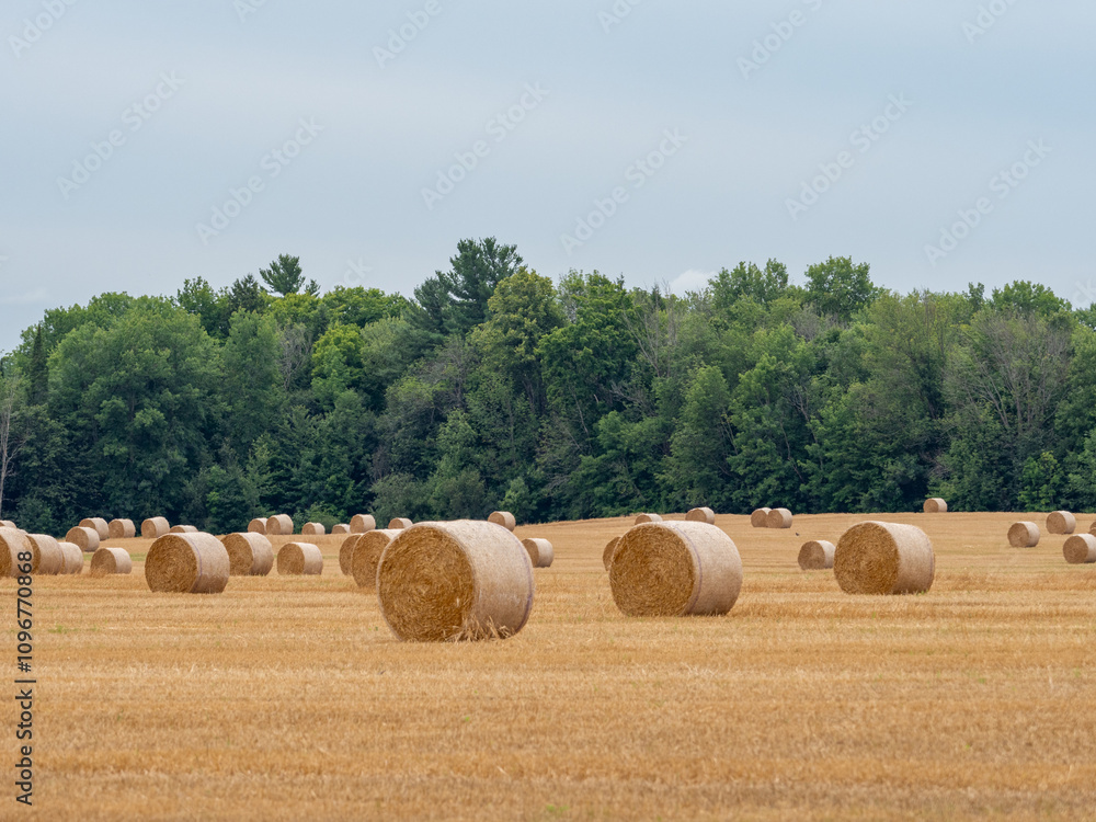 Fototapeta premium Closeup of a Yellow Round Straw Bale background.Field landscape with blue sky. Wheat field after harvesting.Harvesting hay bales.Haystacks.Farming