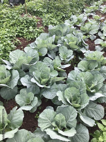 Green cabbage that is still young and in the middle of its maturity to be harvested.