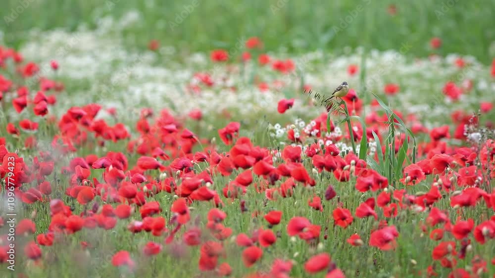 Field of poppies on a windy day, the Western yellow wagtail (Motacilla flava) Field of poppies on a windy day, the Western yellow wagtail (Motacilla flava)