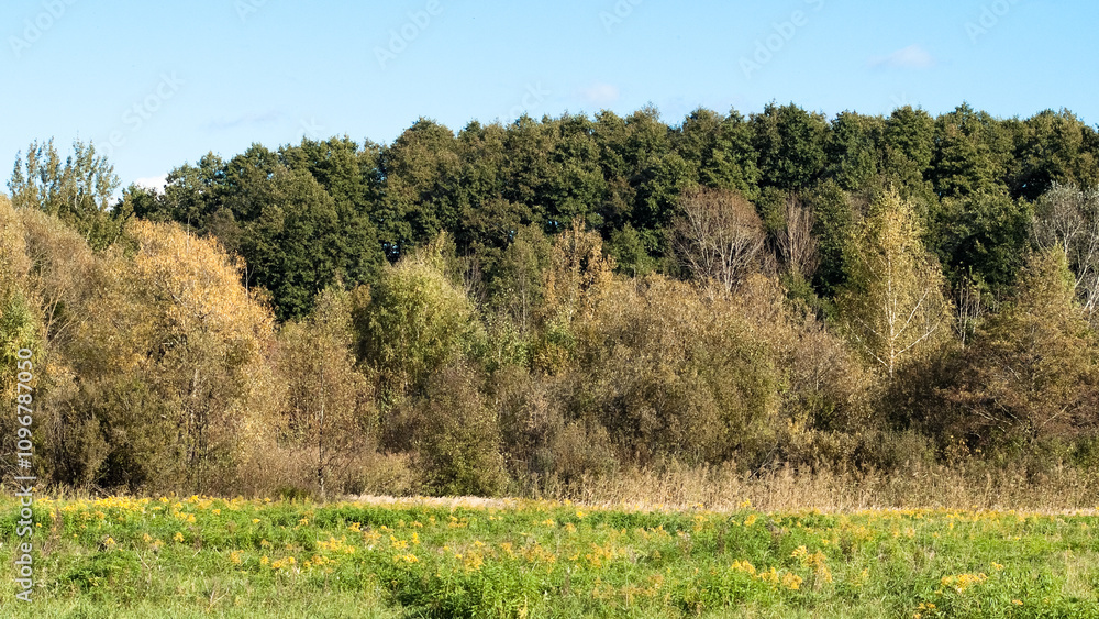 The photo shows a European landscape, forest, meadow and blue sky The photo shows a European landscape, forest, meadow and blue sky