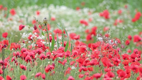 Wind on the poppy field and on the Western yellow wagtail (Motacilla flava)