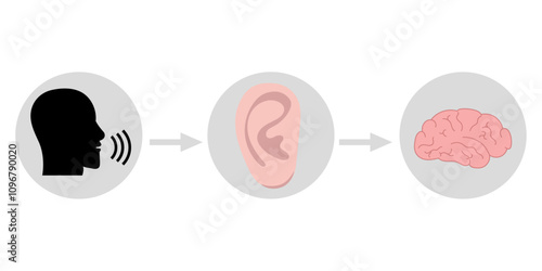 How we hear sounds Ear and brain Interaction