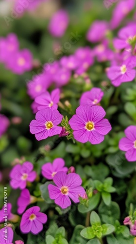close-up shot of rock cress flowers with green environment