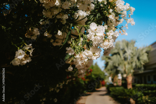 White flowers on holiday resort