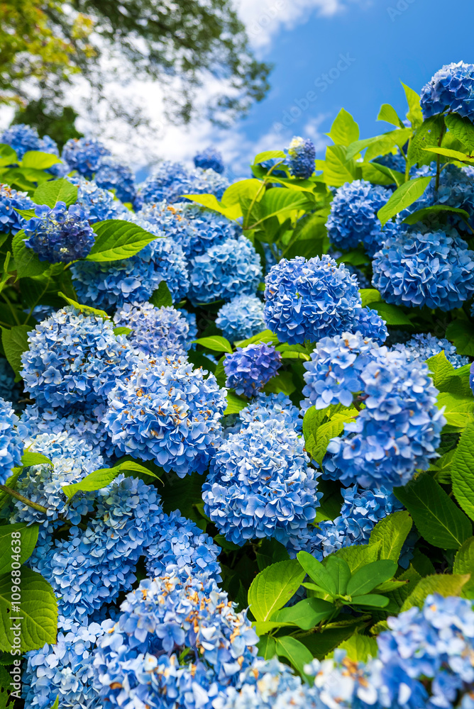 晴天に咲く紫陽花