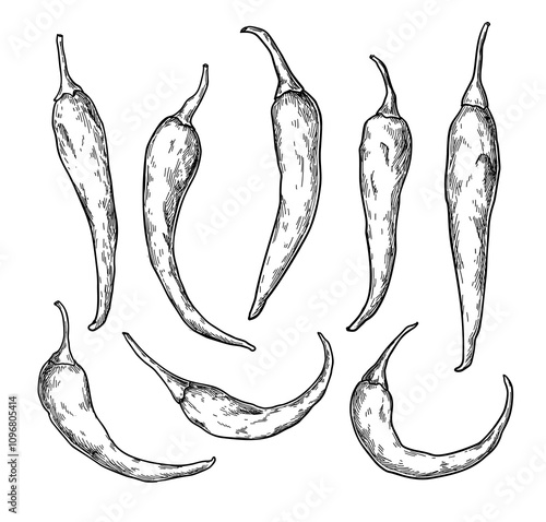 Chili Pepper hand drawn vector illustration. Isolated hot spicy mexican food. Cayenne jalapeno pepper drawing.