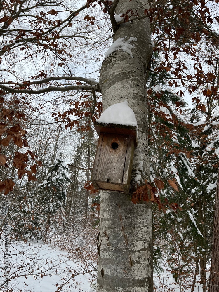 Birdhouse on a tree, with snow on top Birdhouse on a tree, with snow on top