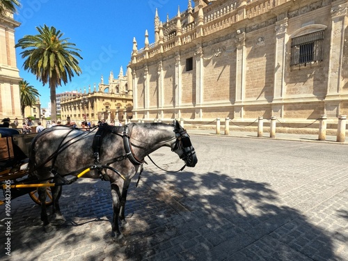 Coche de caballos a la espera de turistas junto a la Catedral de Sevilla photo