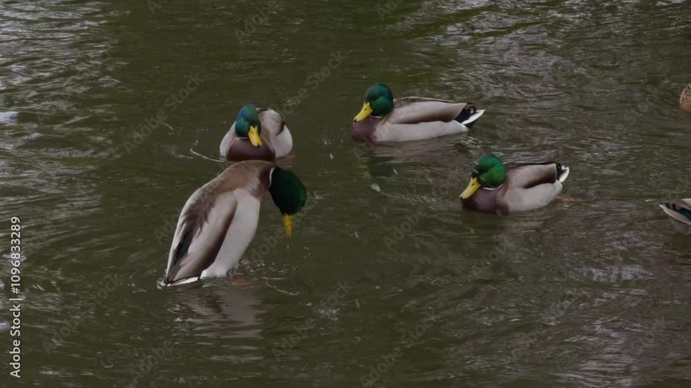 Human Feeding Wild Ducks Nature Birds Swim in Pond Fog reflected in water. White background natural phenomena low fog over river early morning gray sky Duck swim in frozen lake Wild animals winter Human Feeding Wild Ducks Nature Birds Swim in Pond Fog reflected in water. White background natural phenomena low fog over river early morning gray sky Duck swim in frozen lake Wild animals winter