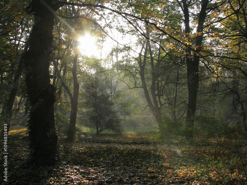 Obraz premium Poranek