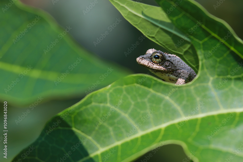 Close-up of a Meintein tree frog(Chirixalus idiootocus) perched on vibrant green leaves. The frog's mottled gray skin contrasts with the bright colors of the leaves. New Taipei City, Taiwan. Close-up of a Meintein tree frog(Chirixalus idiootocus) perched on vibrant green leaves. The frog's mottled gray skin contrasts with the bright colors of the leaves. New Taipei City, Taiwan.