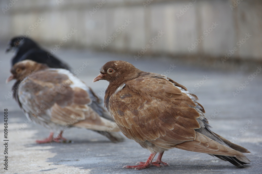 Obraz premium Brown Pigeon