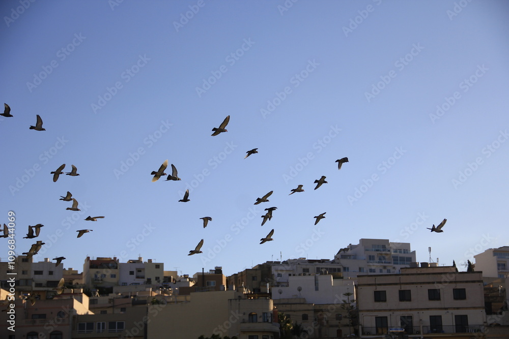 Flying Birds Flying Birds