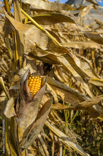 Corn cob in a field on windy weather