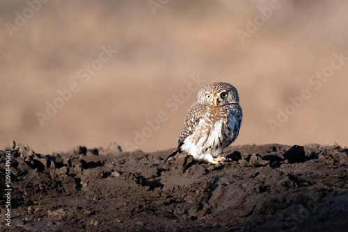 pearl spotted owlet sitting on the ground at a water hole in Botswana