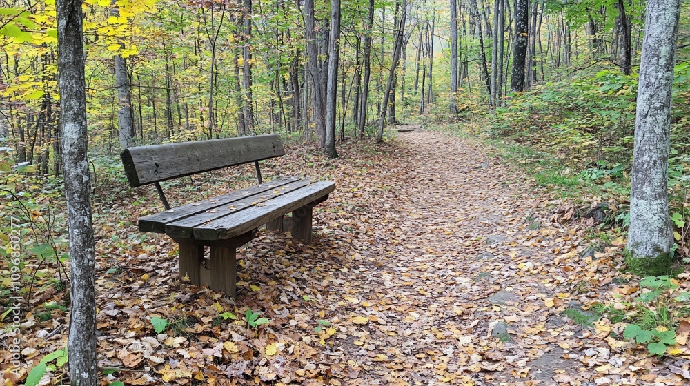 Serene Autumn Forest Trail with Wooden Bench Serene Autumn Forest Trail with Wooden Bench