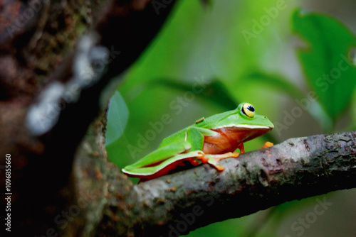 A vibrant Orange Belly Tree Frog(Zhangixalus aurantiventris) with a smooth, dark green back and orange-red belly perched on a branch. New Taipei City, Taiwan. photo