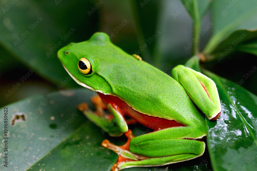 A vibrant Orange Belly Tree Frog(Zhangixalus aurantiventris) with a smooth, dark green back and orange-red belly perched on a branch. New Taipei City, Taiwan. A vibrant Orange Belly Tree Frog(Zhangixalus aurantiventris) with a smooth, dark green back and orange-red belly perched on a branch. New Taipei City, Taiwan.