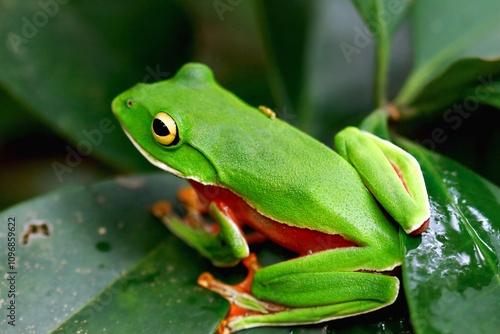 A vibrant Orange Belly Tree Frog(Zhangixalus aurantiventris) with a smooth, dark green back and orange-red belly perched on a branch. New Taipei City, Taiwan.