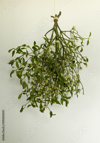 Mistletoe