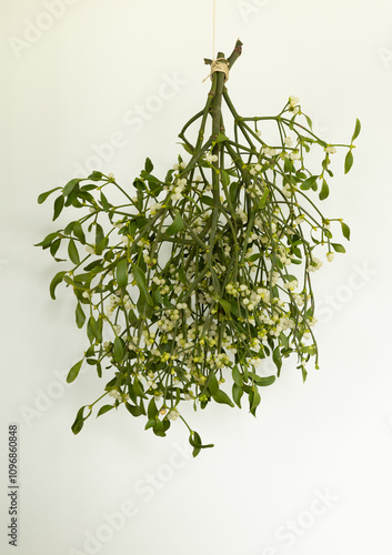 Mistletoe hanging on rope