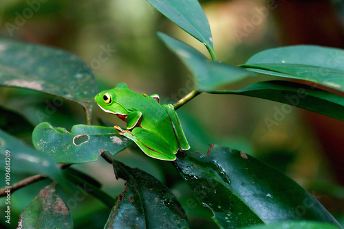 A vibrant Orange Belly Tree Frog(Zhangixalus aurantiventris) with a smooth, dark green back and orange-red belly perched on a branch. New Taipei City, Taiwan. photo