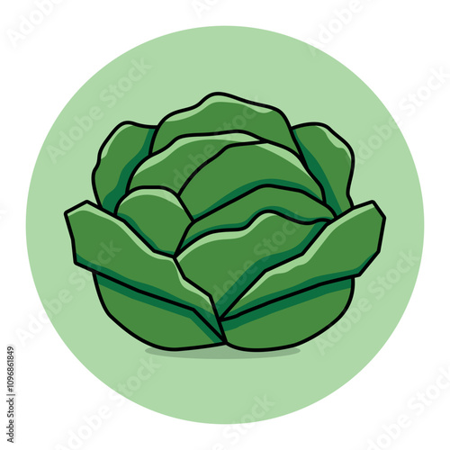 Lettuce illustration