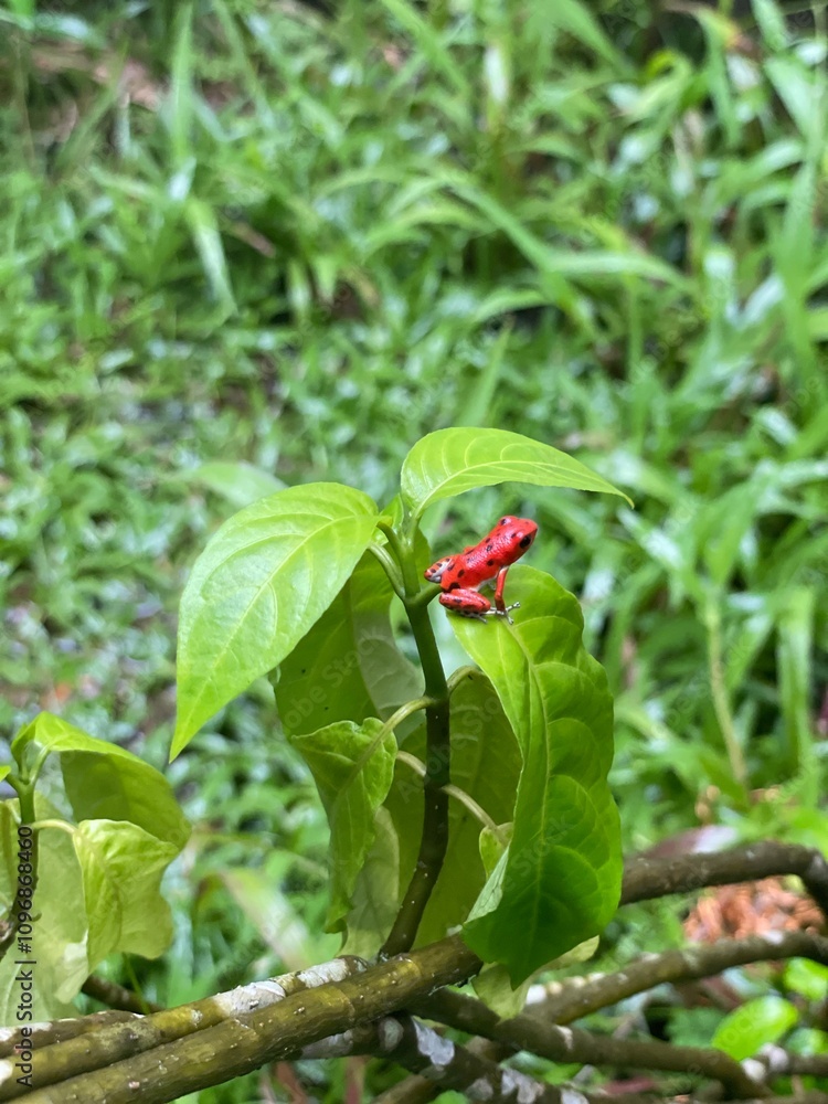little red frog little red frog