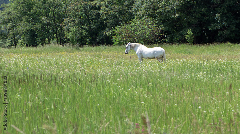 Fototapeta premium horse on green grass in the field. Arabian horse, white horse stands in an agriculture field with juicy grass in sunny weather. strong, hardy and fast animal. grazing in the meadow. beauty of nature