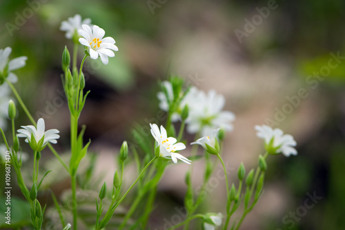 Wallpaper Mural Stellaria holostea. delicate forest flowers of the chickweed, Stellaria holostea or Echte Sternmiere. floral background. white flowers on a natural green background. close-up. soft focus Torontodigital.ca