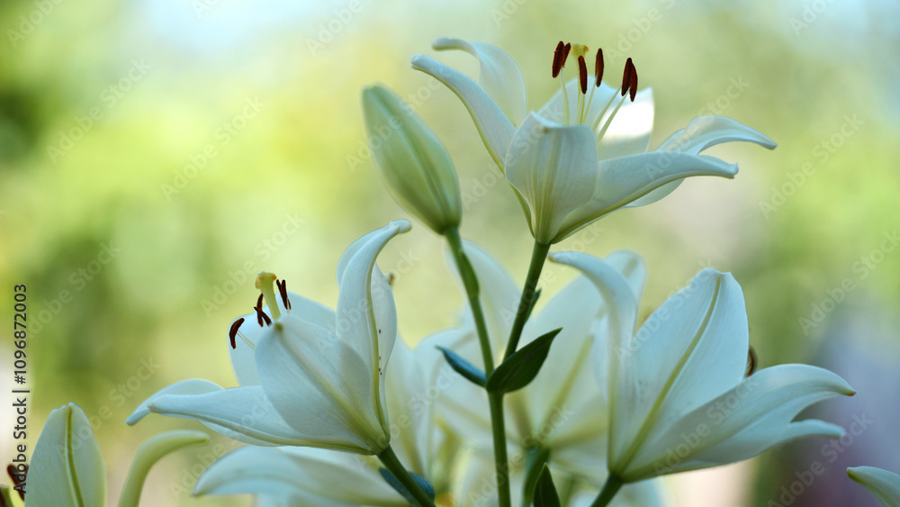 Fototapeta premium Lilium. white lily field. beautiful lily flower, close-up. delicate white lilies in the garden, in the flowerbed. floral background. blurred green natural background. summer garden
