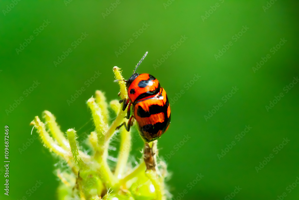 Fototapeta premium A close-up macro shot of a Three-banded Lady Beetle with orange and black markings on a plant stem. The beetle's distinctive black bands and orange body are clearly visible. New Taipei City, Taiwan.