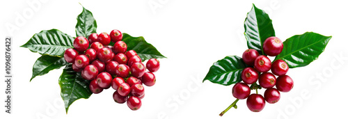 Fresh and vibrant coffee cherries on leafy branches ready for harvest. transparent background.