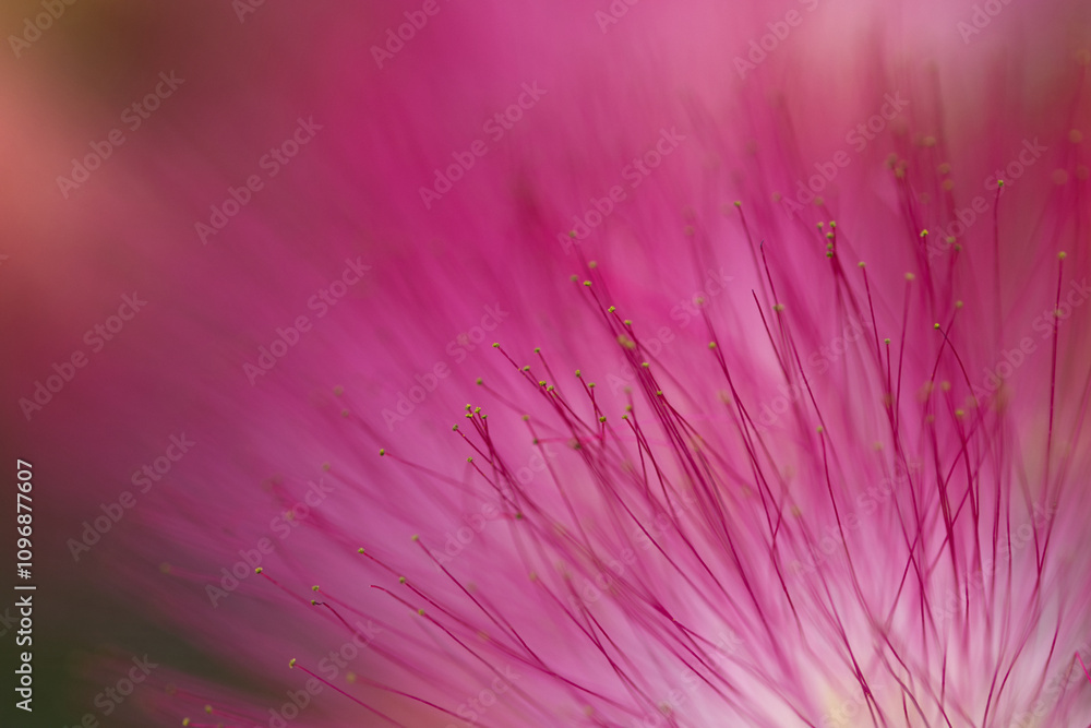 Obraz premium Pink powder puff bush flowers, close-up of powder puff bush flowers, close-up of pink pollen pistils, pink flowers, rod flowers, Calliandra brevipes