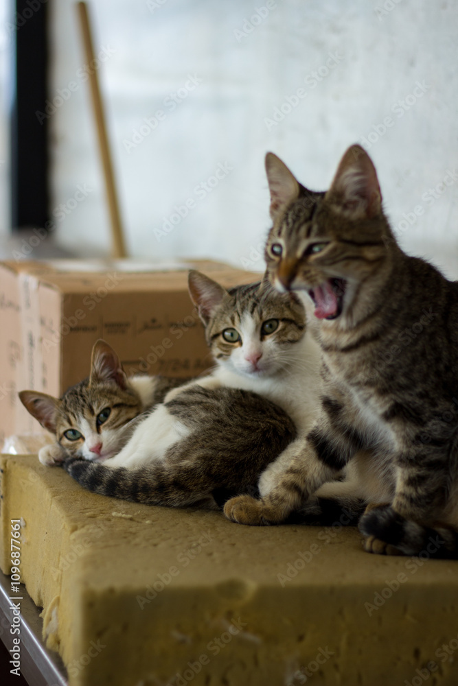 Stray cats on the streets of Cyprus Stray cats on the streets of Cyprus