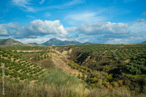 Andalusian countryside olive groves and blue sky