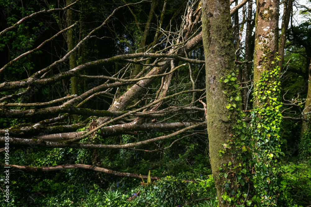 Obraz premium Fallen tree branches create a natural habitat in a lush green forest during peaceful daylight hours