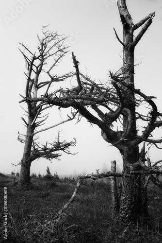 Trees with gnarled branches emerge from dense fog in a quiet forest, creating an eerie atmosphere during early morning. photo