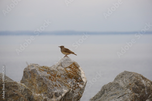 A brown bird at the Kalochori Lagoon in the Axios Delta National Park close to Thessaloniki in Greece in November photo