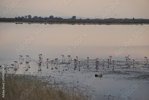 Flamingos at dusk in the Kalochori Lagoon in the Axios Delta National Park close to Thessaloniki in Greece in November photo