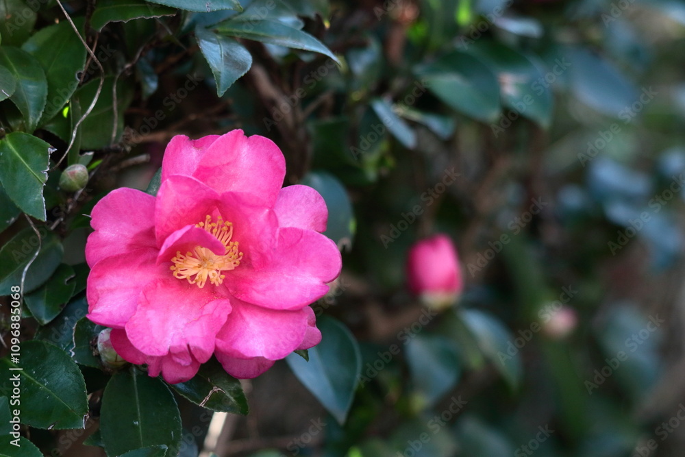 Obraz premium 冬の寒空に咲く