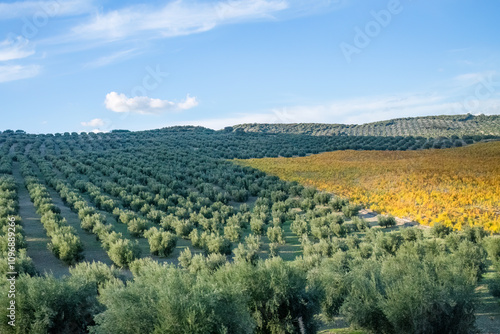 Andalusian countryside olive groves and blue sky