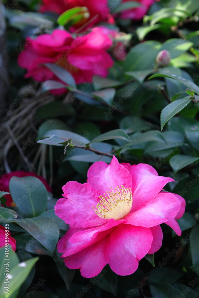 Naklejka premium 冬の寒空に咲く