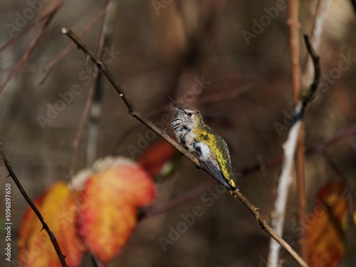 bird on a branch photo