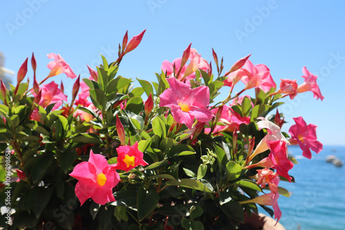 Mandevilla sanderi is a shrub with pink flowers against the backdrop of the sea on a sunny day, Amalfi coast