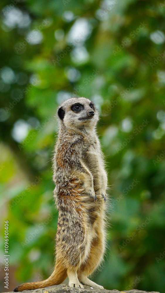 A vigilant meerkat standing on look-out at its enclosure at Folly Farm Zoo. Fully released for creative and commercial use. Copy space available within the frame. One of a full series of animals. A vigilant meerkat standing on look-out at its enclosure at Folly Farm Zoo. Fully released for creative and commercial use. Copy space available within the frame. One of a full series of animals.