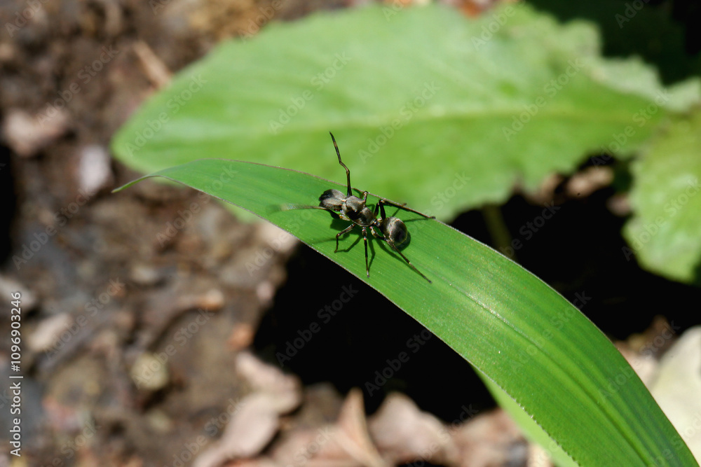 Fototapeta premium A close-up shot of an ant-mimicking spider (Toxeus magna) on a green leaf. The spider has a black body with developed mandibles, a broad cephalothorax, and a rounded abdomen. New Taipei City, Taiwan.