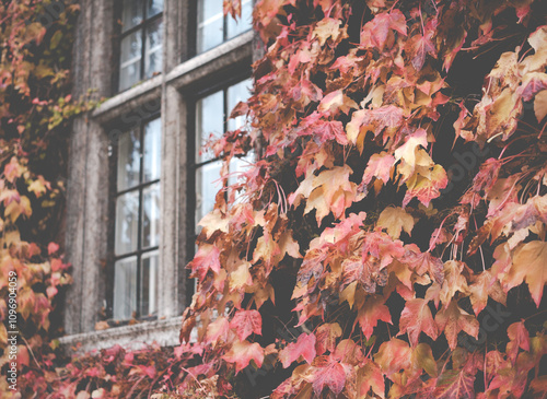 University College Fall Leaves